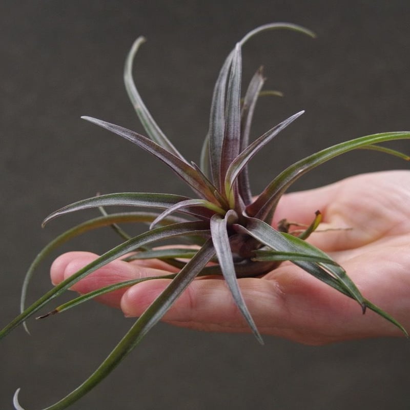 その他観葉植物 Lecanopteris KP9 Yahoo!オークション -「lecanopteris」の落札相場・落札価格