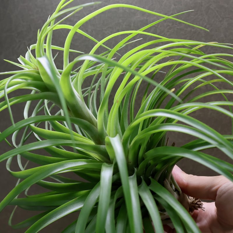ブラキカウロス シュプリーム 06号 | air-plants TENGU-DO
