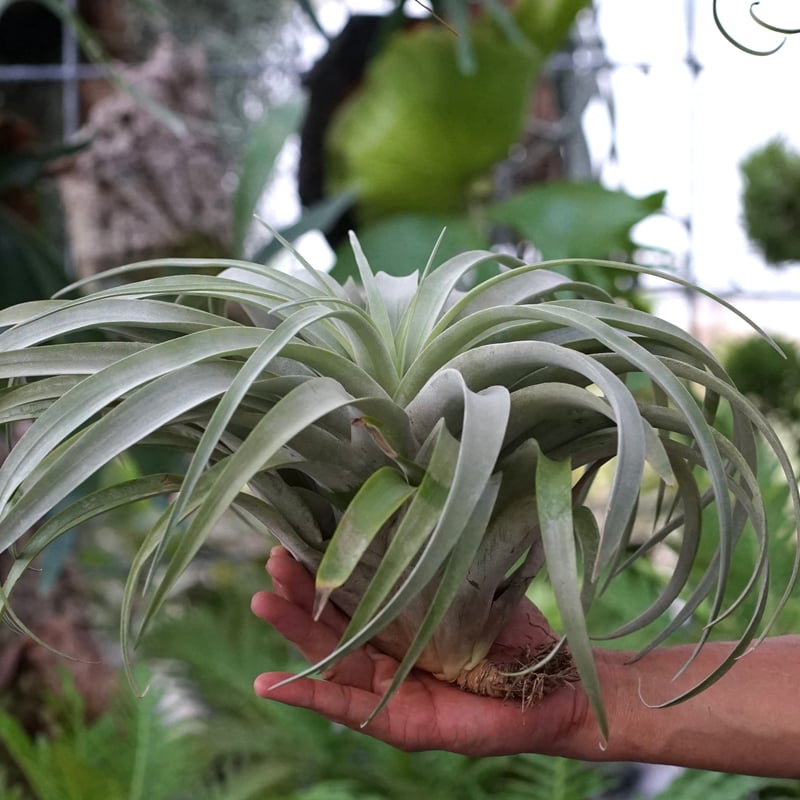 スタッフ特選】カピタータ・シルバーローズ 2XL | air-plants TENGU-DO