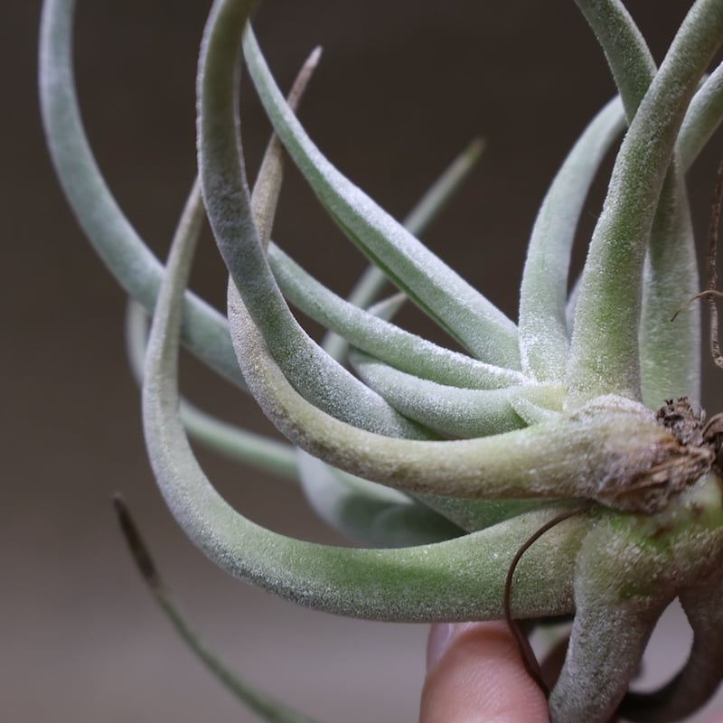 グラブリオール クランプ 21号 | air-plants TENGU-DO