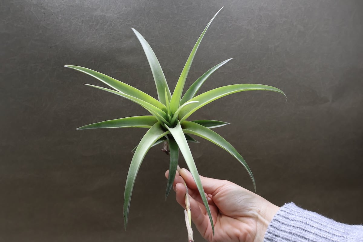 フレクスオーサ ヴィヴィパラ 16号 | air-plants TENGU-DO フレクスオーサ ヴィヴィパラ 16号 | air-plants TENGU-DO
