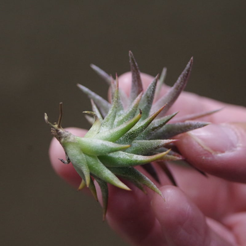 イオナンタ バンハイニンギー ミノール 03号 | air-plants TENGU-DO イオナンタ バンハイニンギー ミノール 03号 | air-plants TENGU-DO