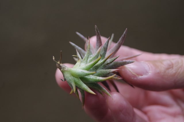 イオナンタ バンハイニンギー ミノール 03号 | air-plants TENGU-DO