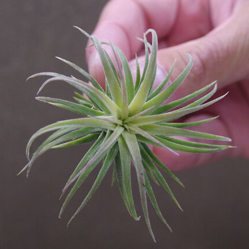 ストレプトフィラ × イオナンタロン 02号 | air-plants TENGU-DO