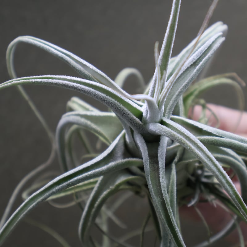 エーレルシアナ 36号 | air-plants TENGU-DO