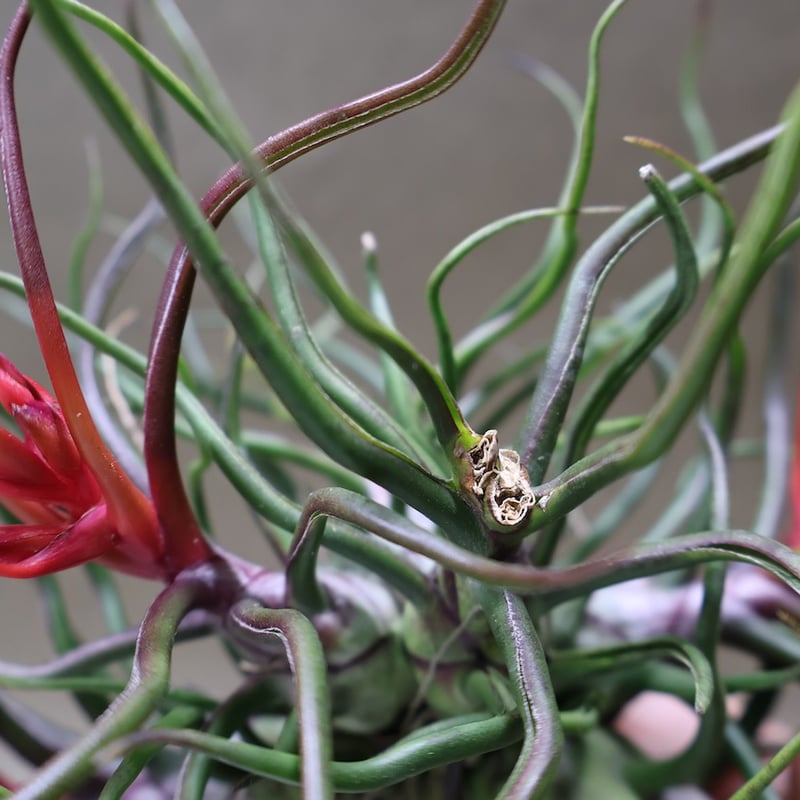 ブルボーサ クランプ 24号 | air-plants TENGU-DO