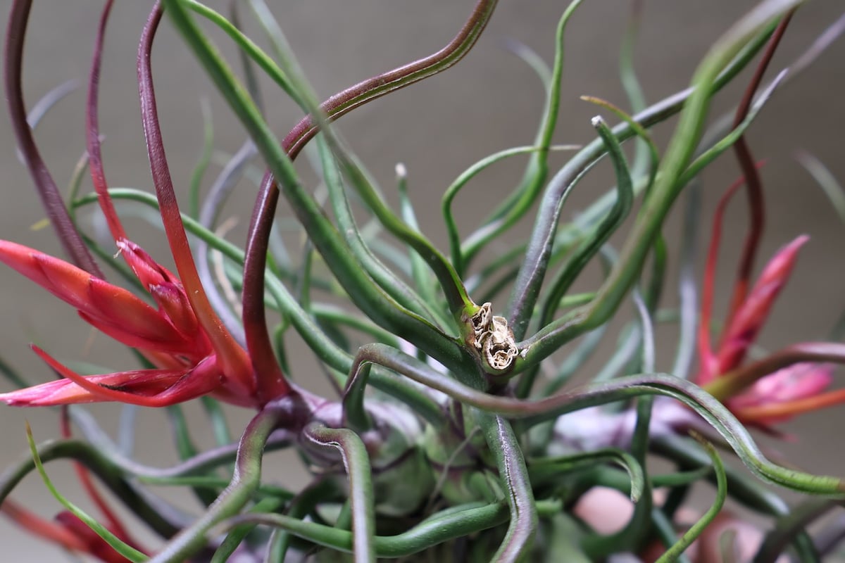 ブルボーサ クランプ 24号 | air-plants TENGU-DO