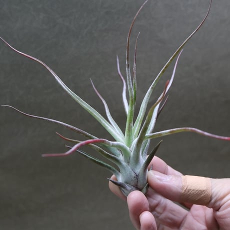 air-plants TENGU-DO