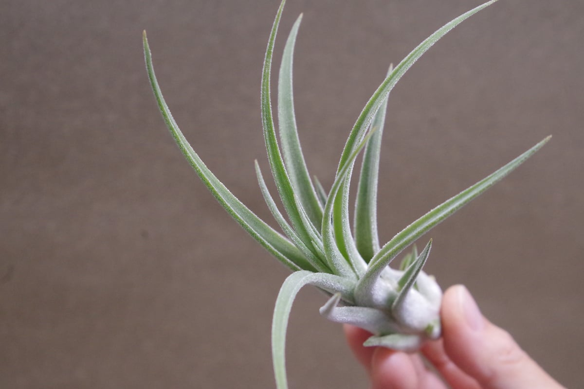 チランジア キューティーパイ Tillandsia Cutie Pie チランジア キューティーパイ × ストレプトフィラ Tillandsia Cutie
