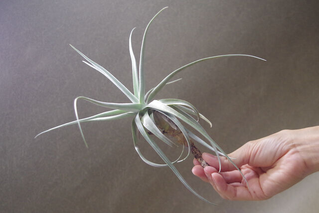 Kazukiyo様★ユーカリブレンド　ニューエア　ラヴィンツァラ　ヒバ　ミルラ Kazukiyo様☆ユーカリブレンド ニューエア ラヴィンツァラ ヒバ ミルラ