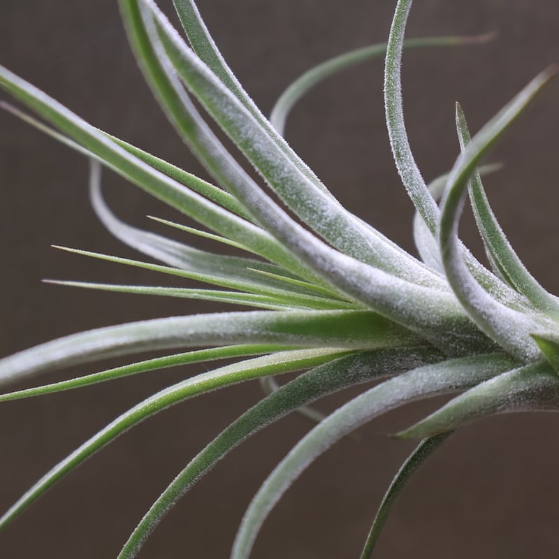 シーディアナ × イオナンタストリクタ 08号 | air-plants TENGU-DO