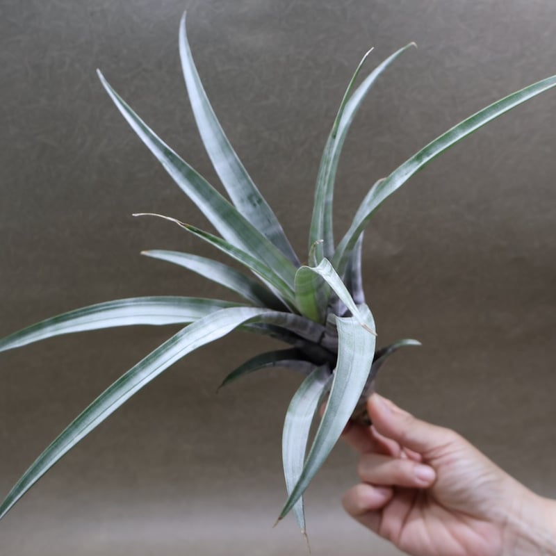 ヒルダエ 53号 | air-plants TENGU-DO