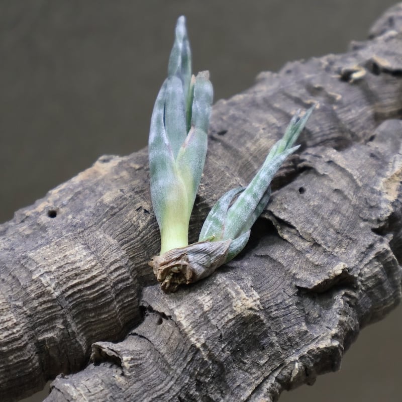 スブリフェラ Sサイズ01号 | air-plants TENGU-DO