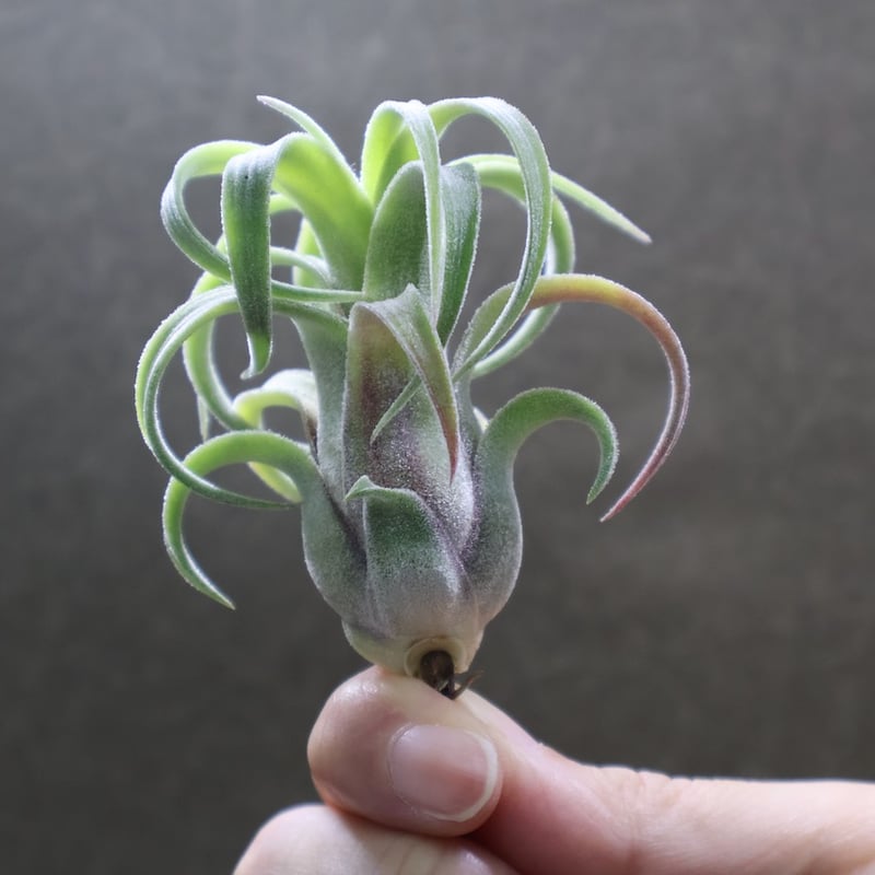 イオナンタ カーリーリーフ × ストレプトフィラ 03号 | air-plants