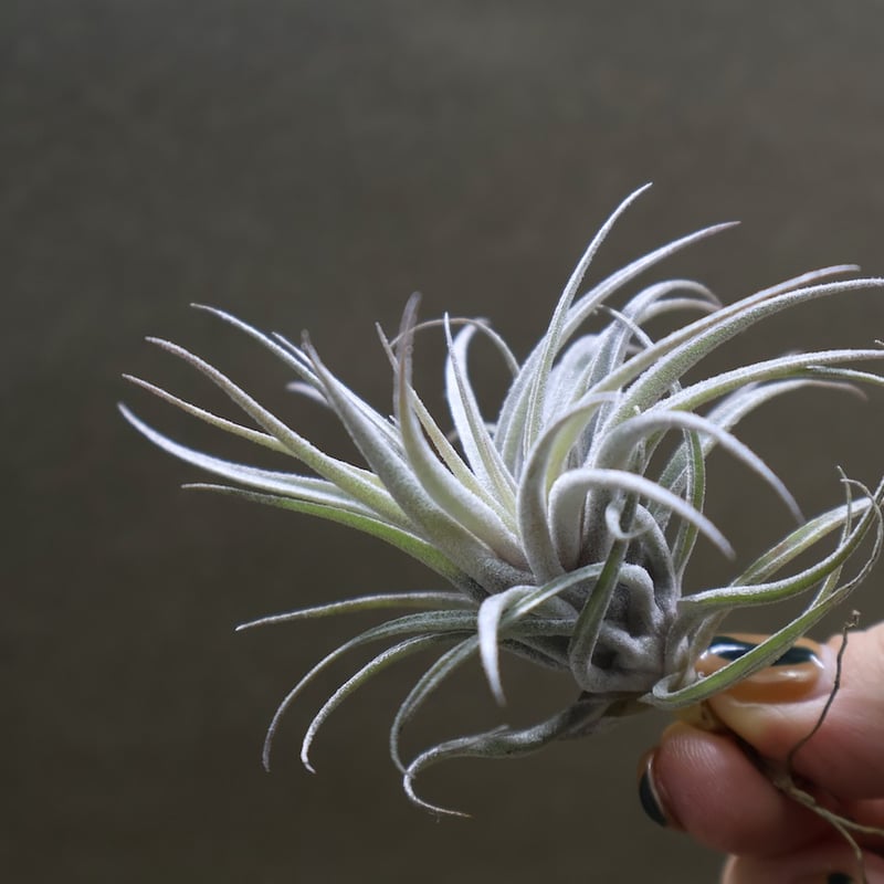 スークレイ 28号 | air-plants TENGU-DO