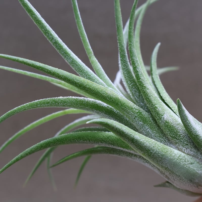 ティムズロイヤルトレジャー 01号 | air-plants TENGU-DO