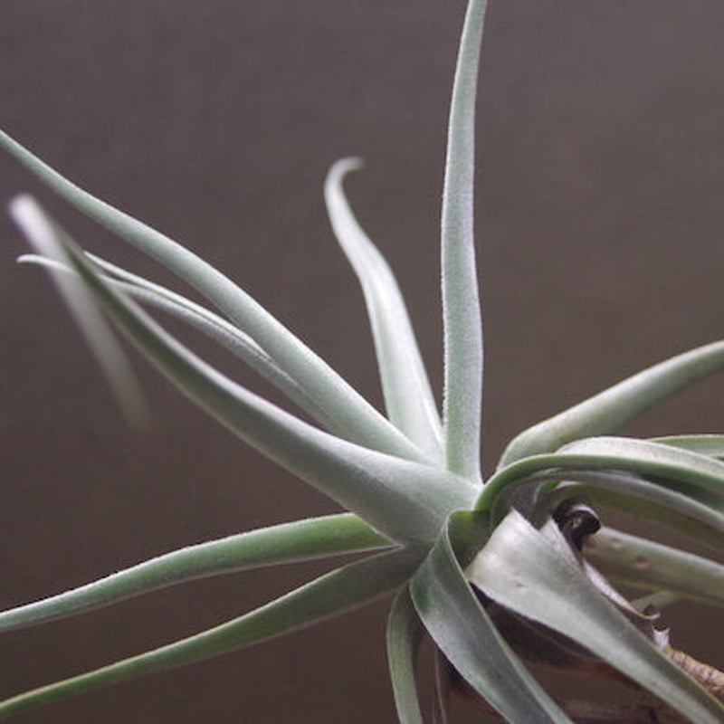 チランジア ドゥラティ ③ 楽天市場】チランジア ドゥラティ SS size (エアープランツ