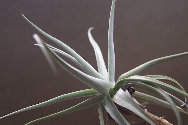 デュラティ×ガルドネリ 03号 | air-plants TENGU-DO