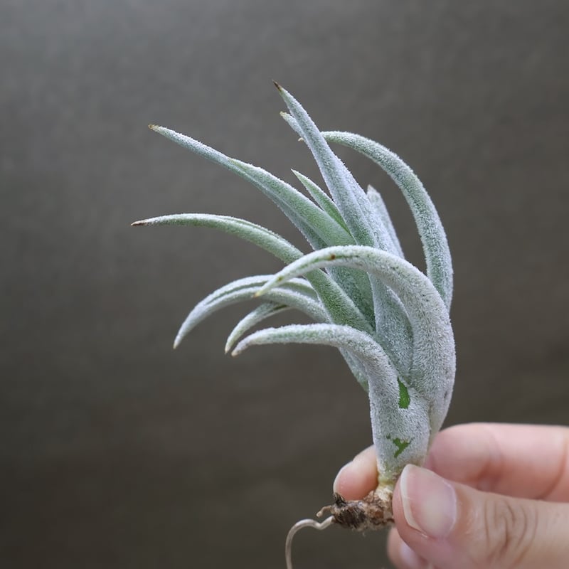 ミトラエンシス 08号 | air-plants TENGU-DO