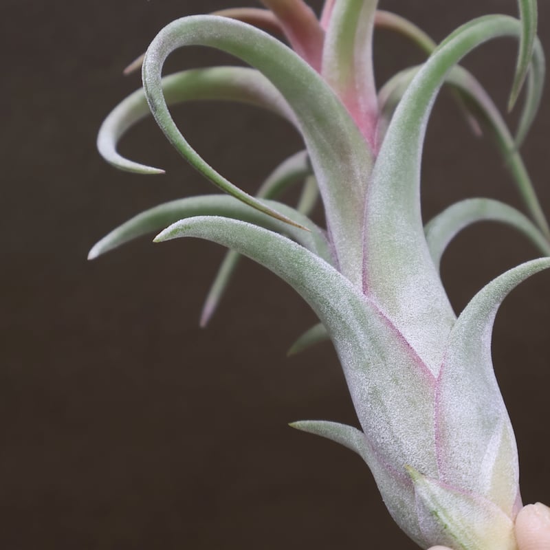 ムドロ（インターメディア ×イオナンタ） 08号 | air-plants TENGU-DO