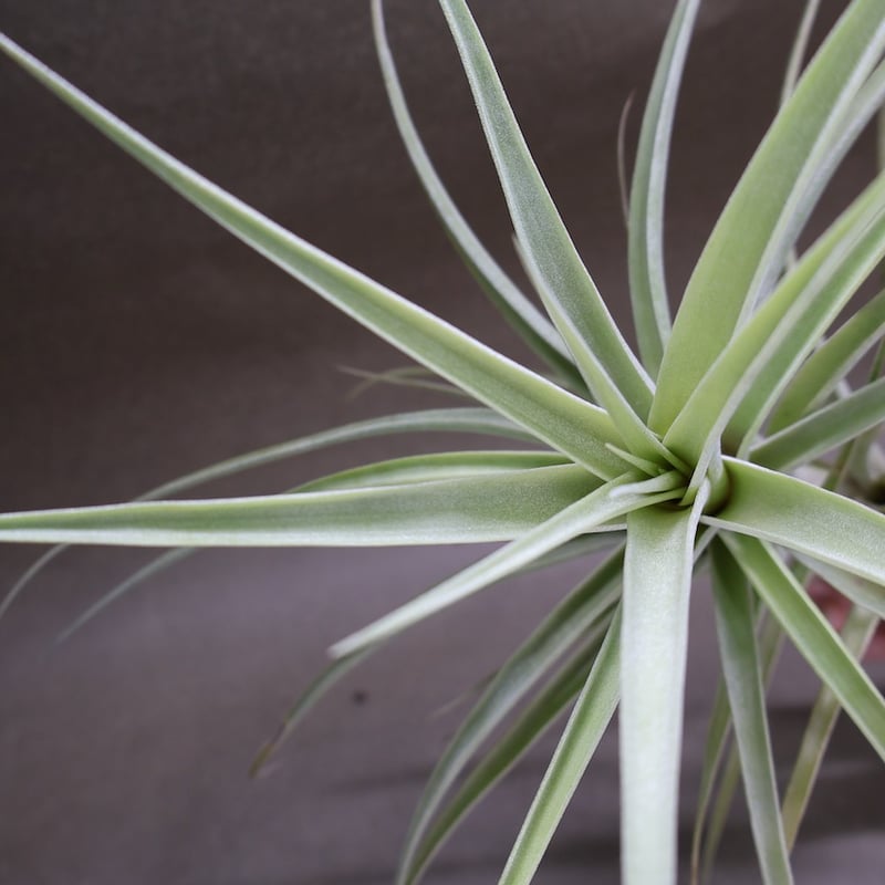 ラティフォリア ディバリカータ 07号 | air-plants TENGU-DO