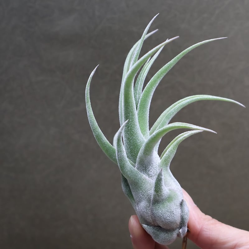 Tillandsia Barfussii 速達発送 シッティングプリティ （ ストレプトフィラ x パウシフォリオ