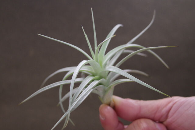 ストリクタ エンジェルホワイト Sサイズ01号 | air-plants TENGU-DO