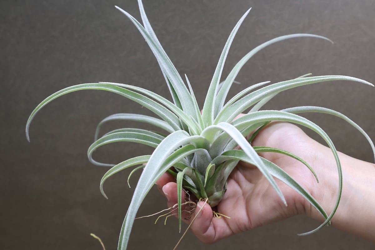 チランジア ハリシー × ベアコレアーレ ベアコレアーレ × ハリシー 01号 | air-plants TENGU-DO