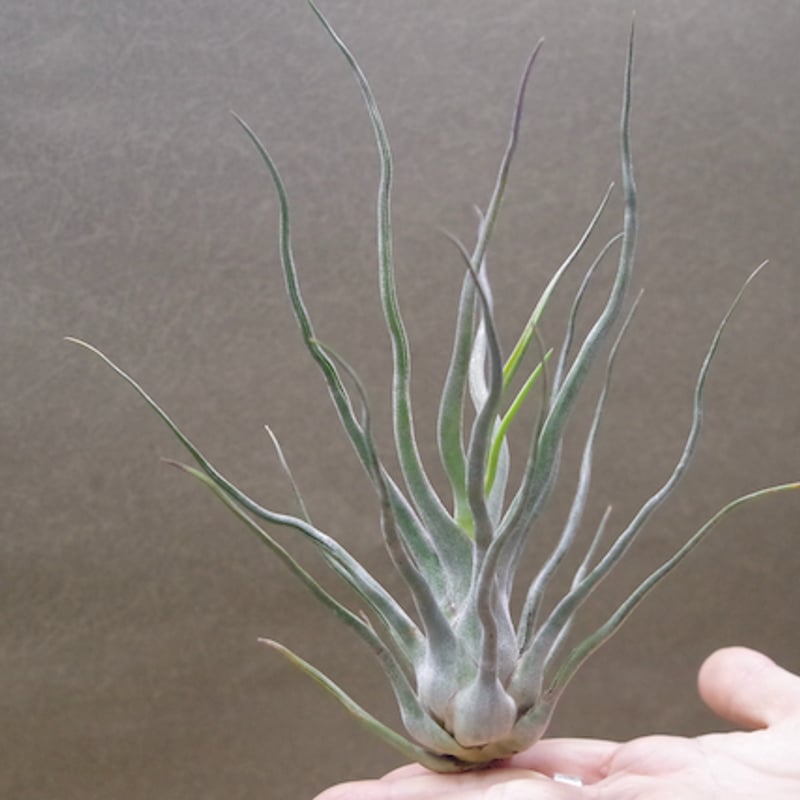 ショータイム × セレリアナ 01号 | air-plants TENGU-DO