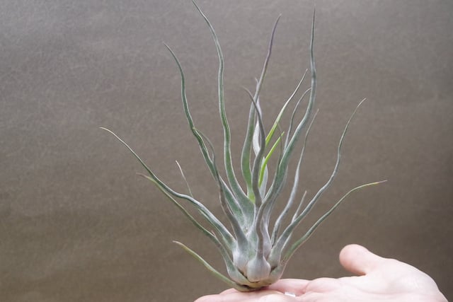 ショータイム × セレリアナ 01号 | air-plants TENGU-DO