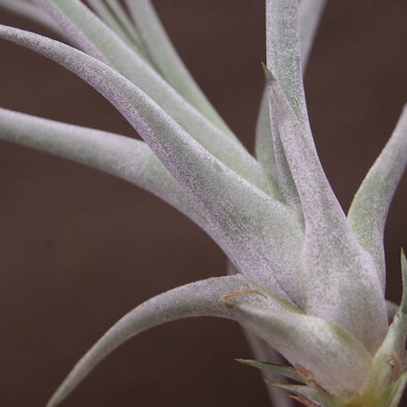 レア) チランジア Bird Rock Tango 子株 レア) チランジア Bird Rock Tango 子株 レア) チランジア Bird Rock