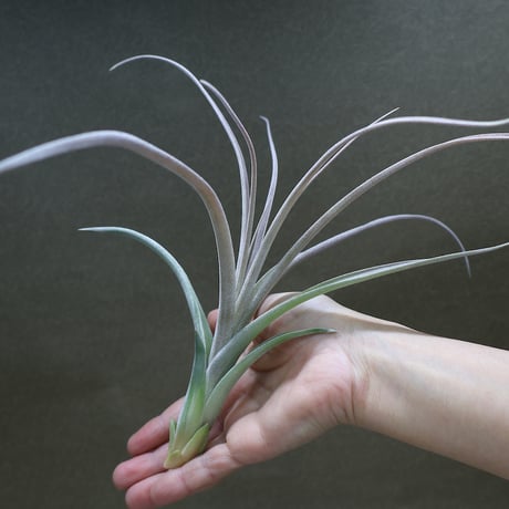 air-plants TENGU-DO air-plants TENGU-DO