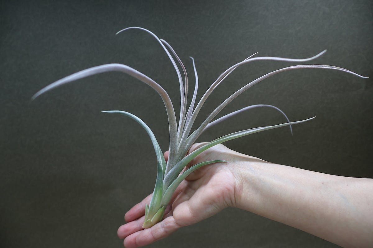 ティランジア レディーフォーリフトオフ / 特大株 交配種 チランジア