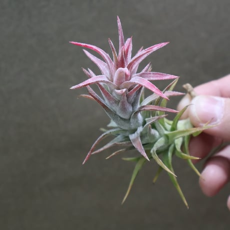 CATEGORY 品種名：I/J/K/L | air-plants TENGU-DO