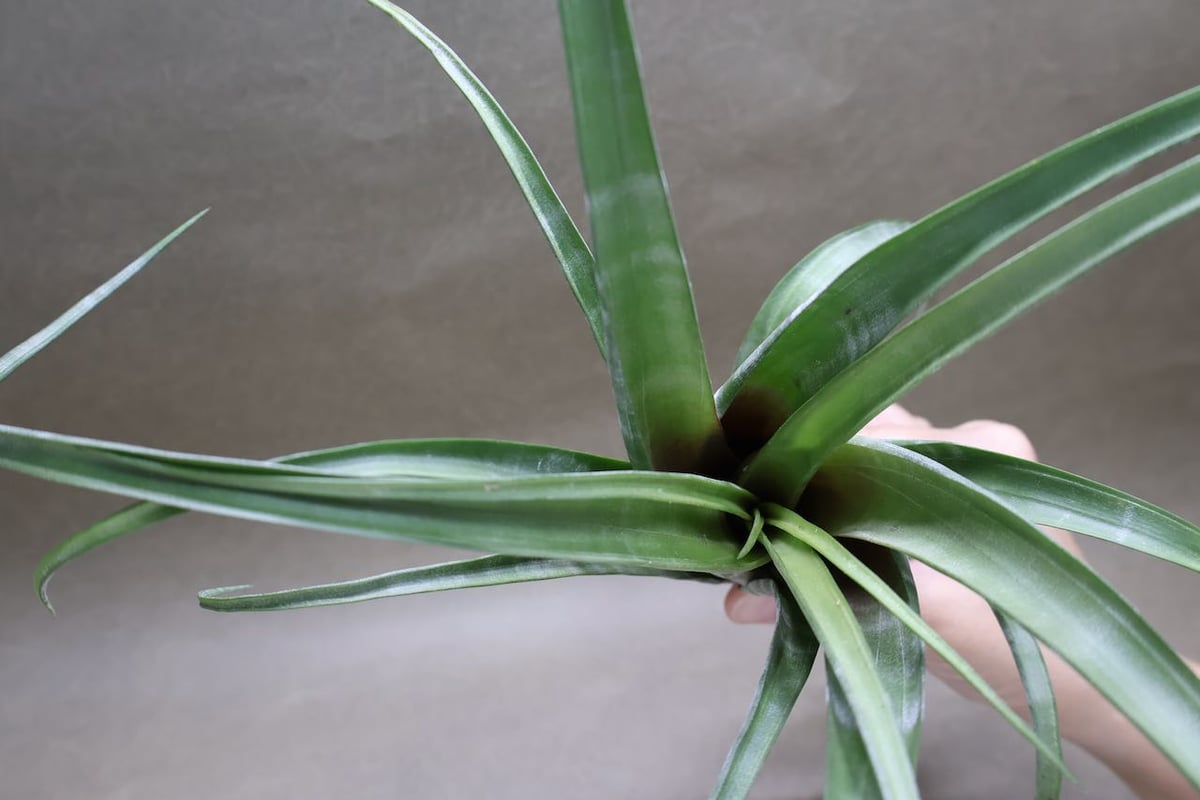 フレクスオーサ ツイスティッドフォーム 30号 | air-plants TENGU-DO フレクスオーサ ツイスティッドフォーム 30号 | air-plants TENGU-DO