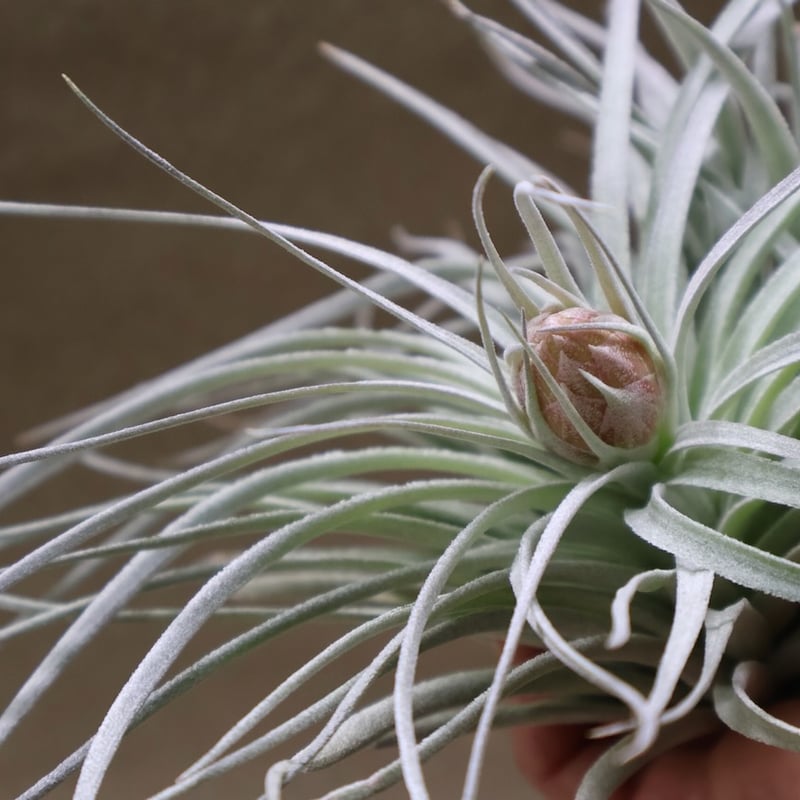 コットンキャンディ クランプ 花芽付き株 30号 | air-plants TENGU-DO