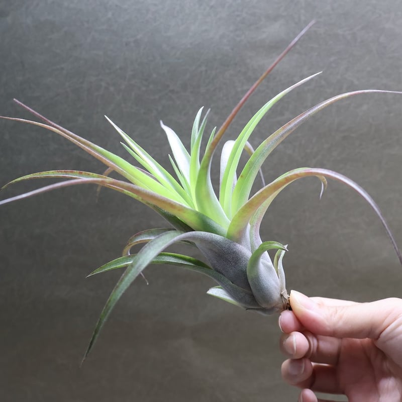 ラブノット（カピタータ×ストレプトフィラ）Mサイズ70号 | air-plants
