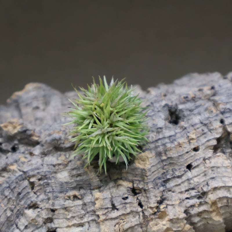 アエラントス テディベア 48号 | air-plants TENGU-DO