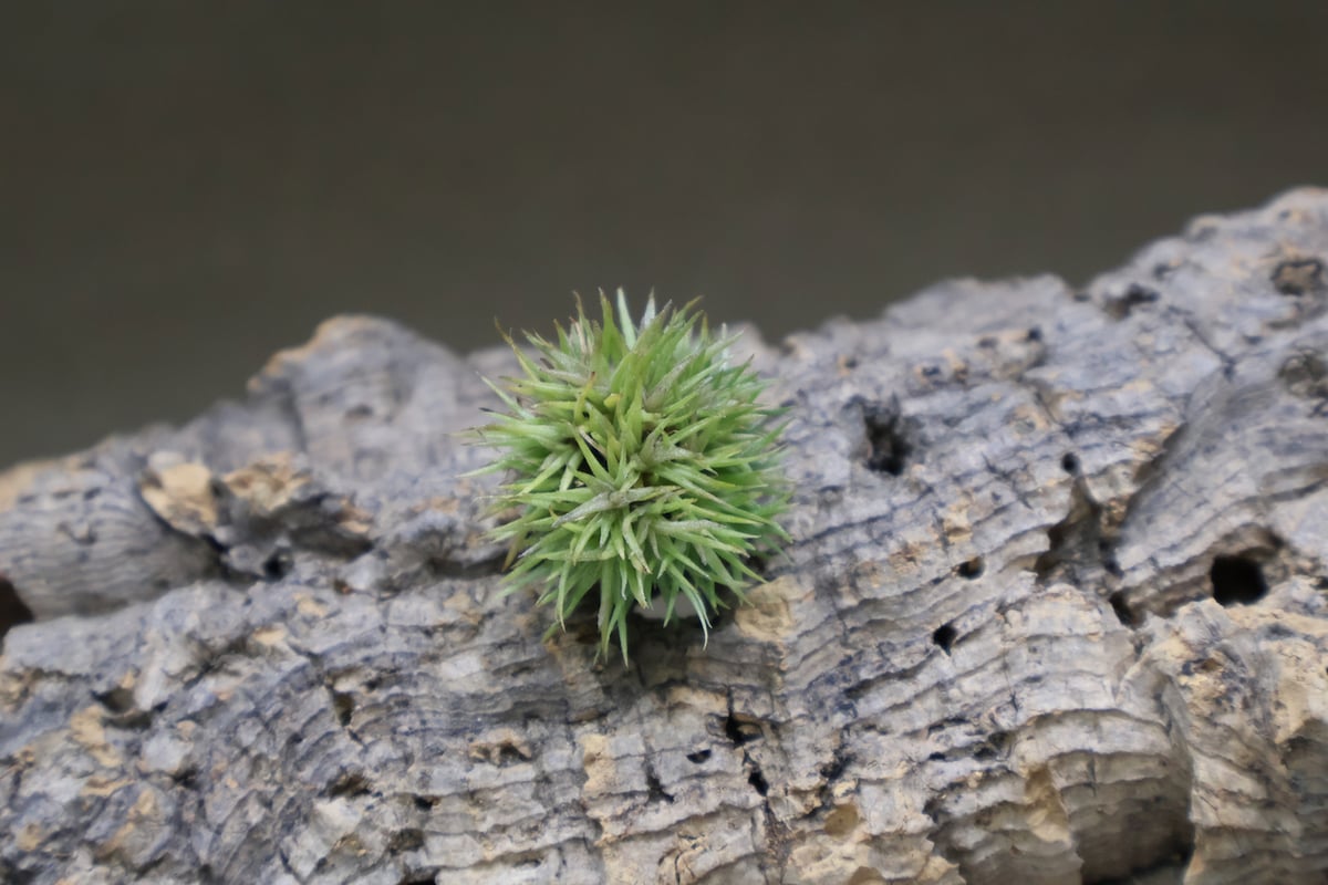 アエラントス テディベア 48号 | air-plants TENGU-DO アエラントス テディベア 48号 | air-plants TENGU-DO
