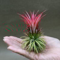 イオナンタ バンハイニンギー ミノール 03号 | air-plants TENGU-DO
