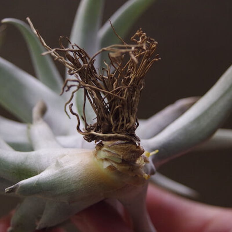 希少人気♡チランジア♡カピタータ サングロー ヴァリエガータ バリエ