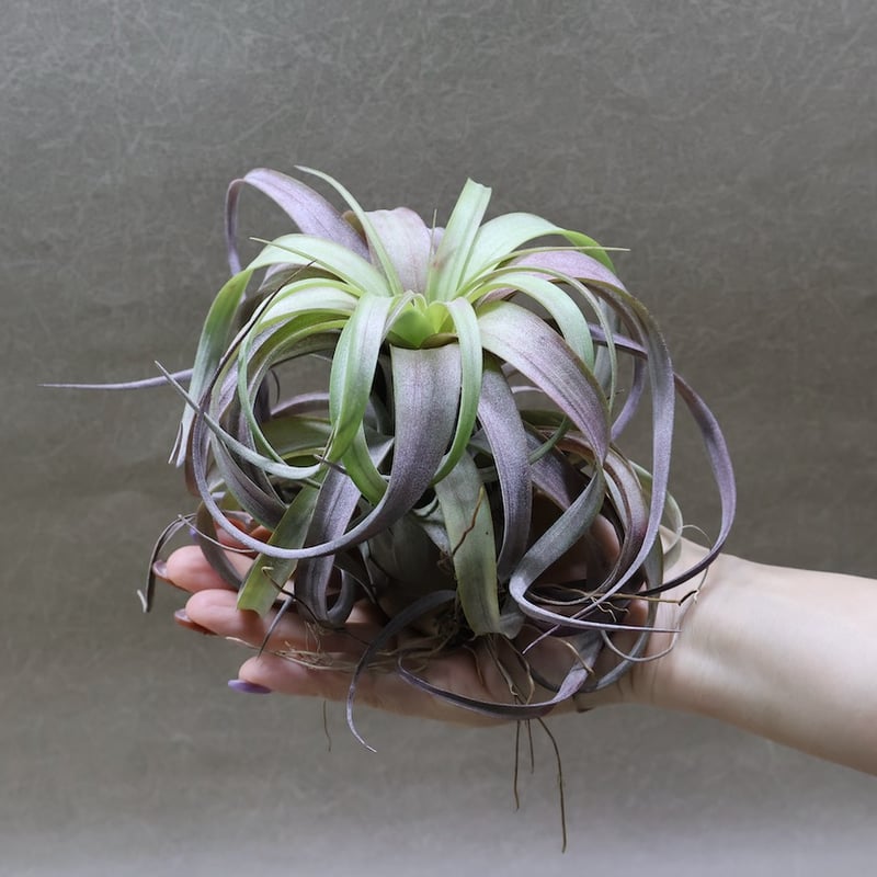 チランジア ラブノット （カピタータ×ストレプトフィラ） ラブノット（カピタータ×ストレプトフィラ）71号 | air-plants TENGU-DO