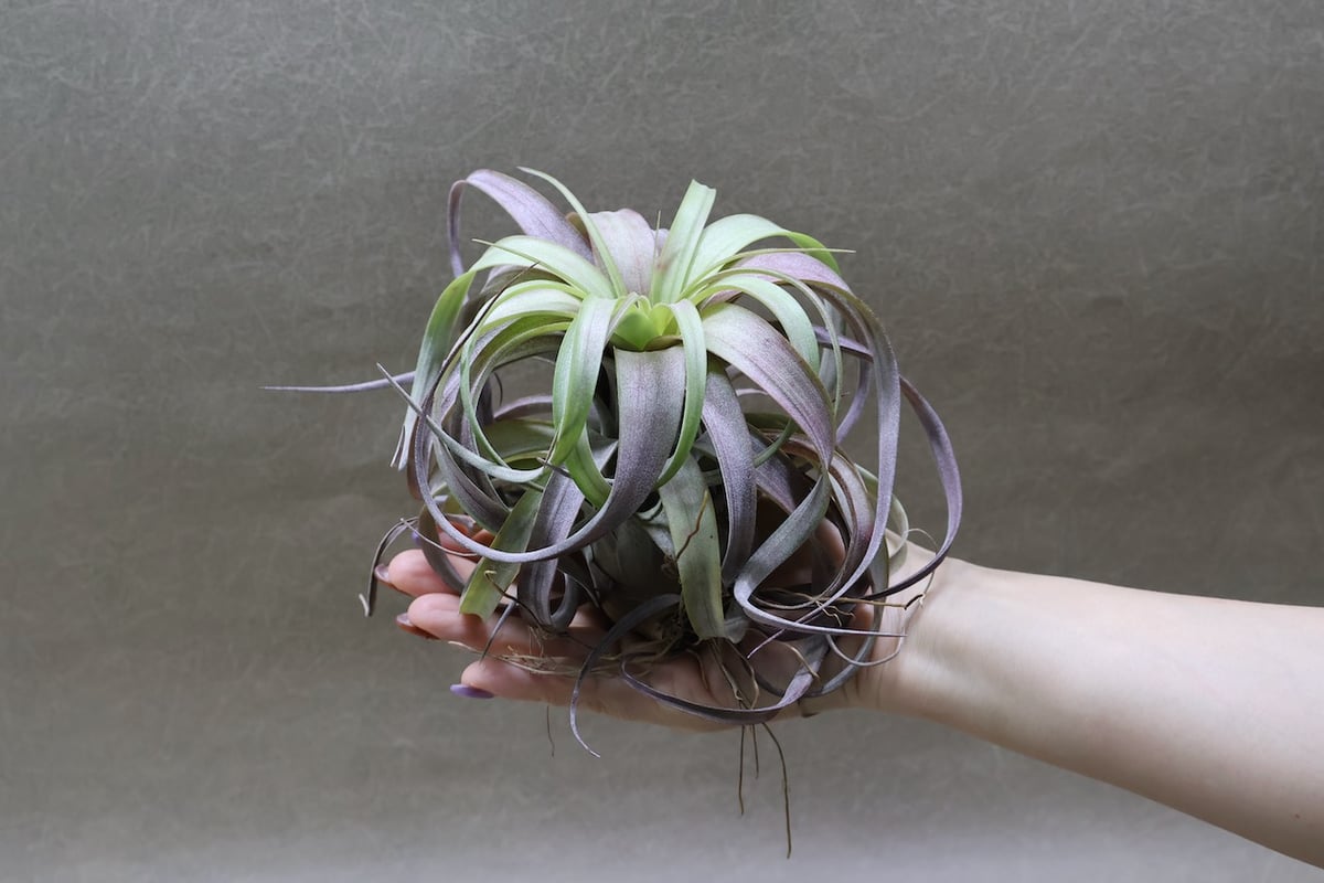 ラブノット（カピタータ×ストレプトフィラ）71号 | air-plants TENGU-DO