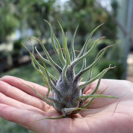 健太郎】ティランジア2点セット 健太郎】ティランジア2点セット 健太郎