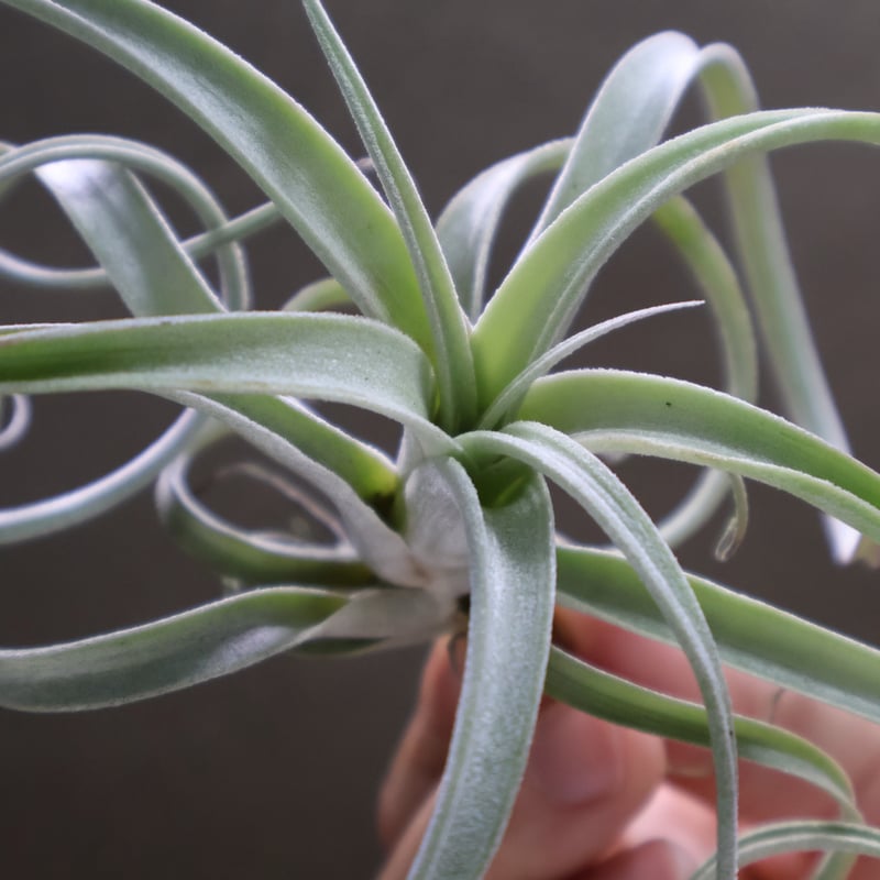 エクセルタ × チアペンシス ジャイアント 04号 | air-plants TENGU-DO