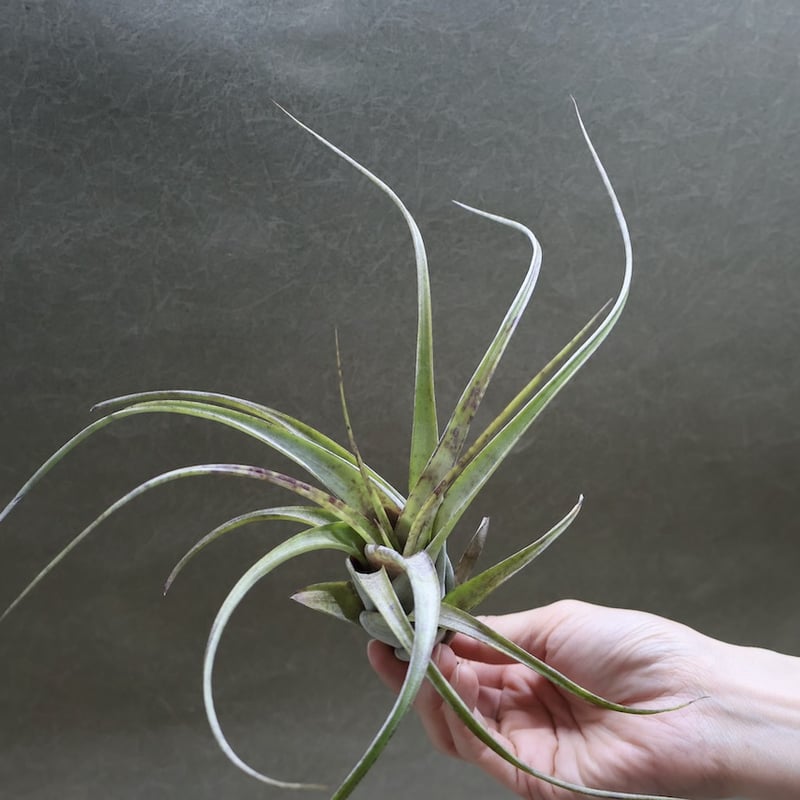 フレクスオーサ 12号 | air-plants TENGU-DO