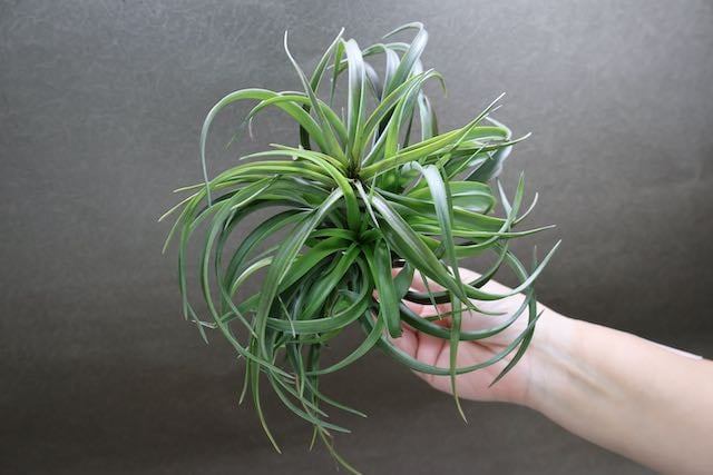 ブラキカウロス タイフーン クランプ05号 | air-plants TENGU-DO