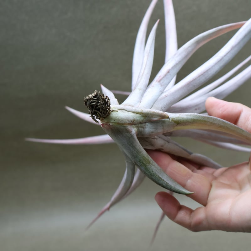 カピタータ ファイヤーオレンジ 12号 | air-plants TENGU-DO