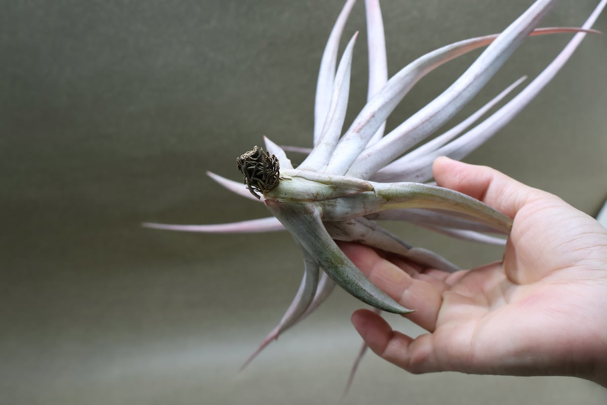 カピタータ ファイヤーオレンジ 12号 | air-plants TENGU-DO