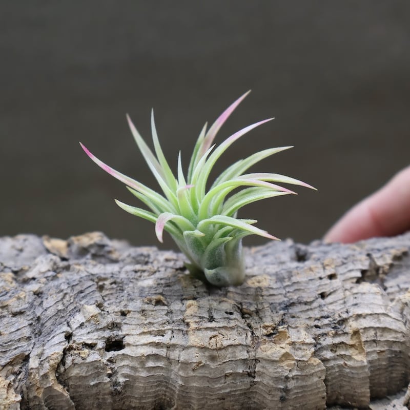 イオナンタ アルボマージナータ 47号 | air-plants TENGU-DO